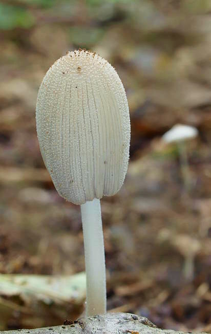 hnojník lúčový? Coprinellus radians? (Desm.) Vilgalys, Hopple & Jacq. Johnson