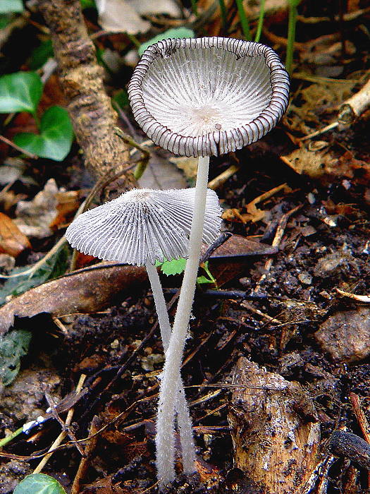 hnojník mrvový Coprinopsis cinerea (Schaeff.) Redhead, Vilgalys & Moncalvo