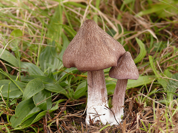 hodvábnica Entoloma sp.