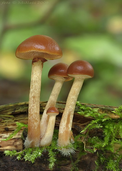 kapucňovka Galerina sp.