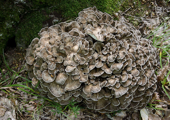 trsovnica lupeňovitá Grifola frondosa (Dicks.) Gray