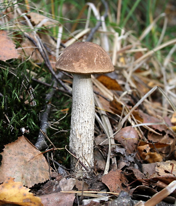 kozák brezový Leccinum scabrum (Bull.) Gray