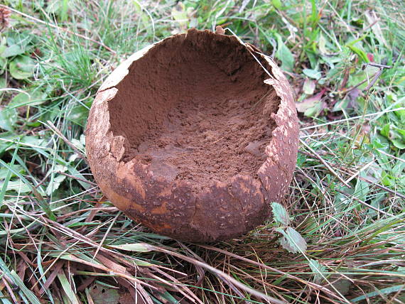 rozpadavec dlabaný Lycoperdon utriforme Bull.