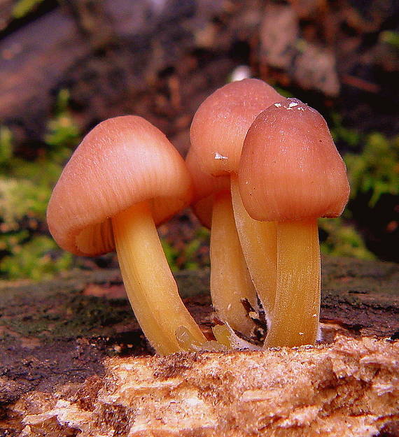 prilbička žltohlúbiková Mycena renati Quél.