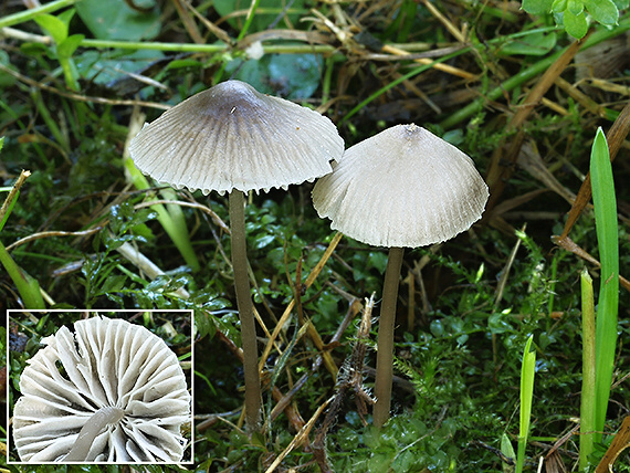 prilbička Mycena sp.