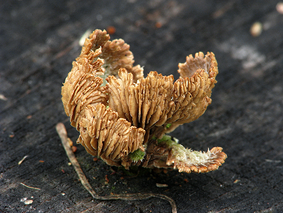 klanolupeňovka obyčajná Schizophyllum commune Fr.