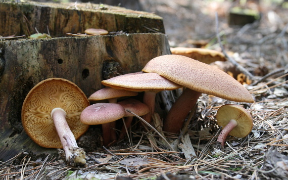 čírovec červenožltý Tricholomopsis rutilans (Schaeff.) Singer