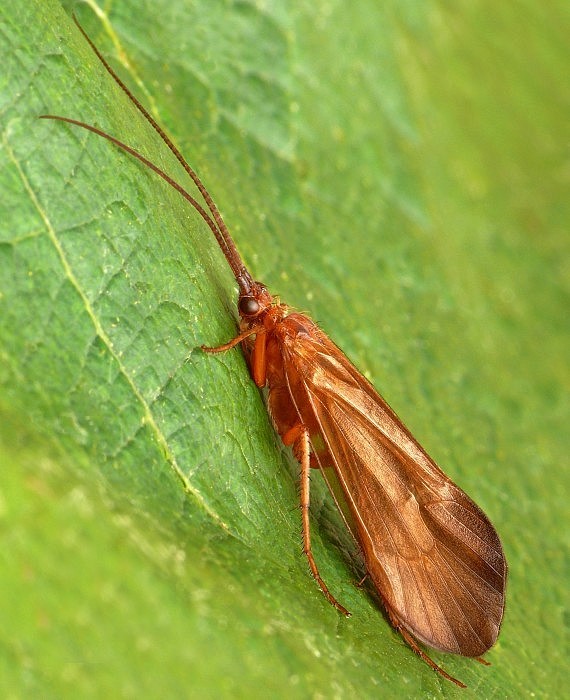 potočník (sk) / chrostík (cz) Anabolia furcata Brauer, 1857