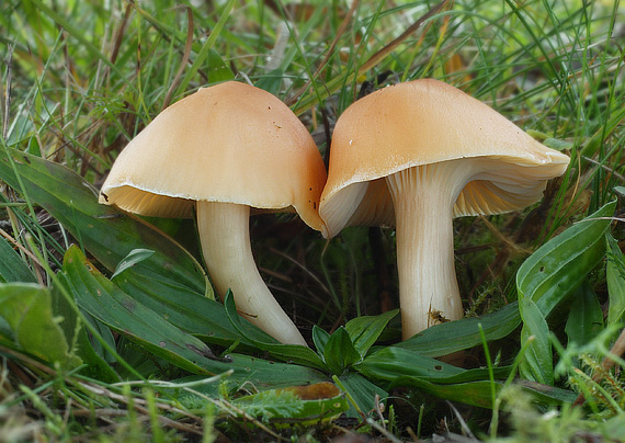 lúčnica statná Cuphophyllus pratensis (Fr.) Bon