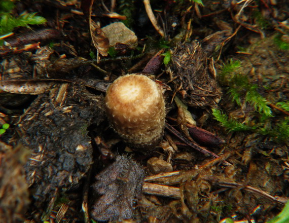 čiaškovec výkalový Cyathus stercoreus (Schwein.) De Toni