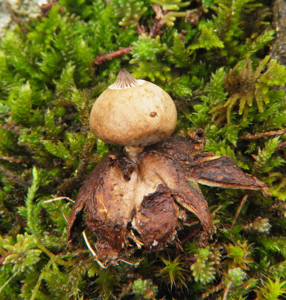 hviezdovka Schmidelova Geastrum schmidelii Vittad.