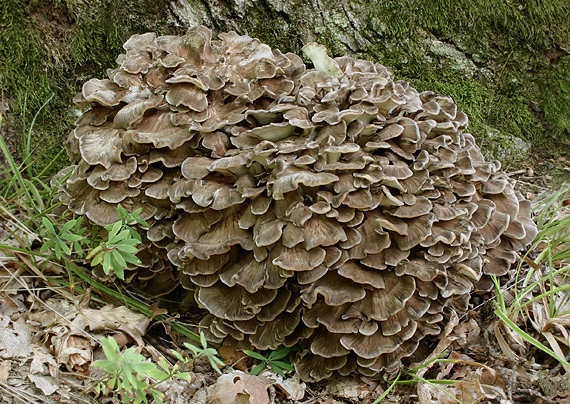 trsovnica lupeňovitá Grifola frondosa (Dicks.) Gray