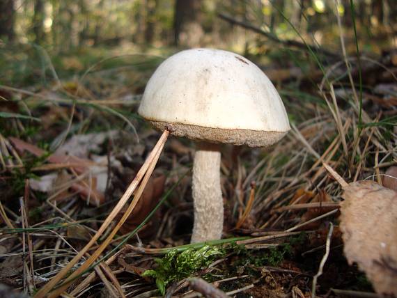 kozák biely Leccinum holopus (Rostk.) Watling