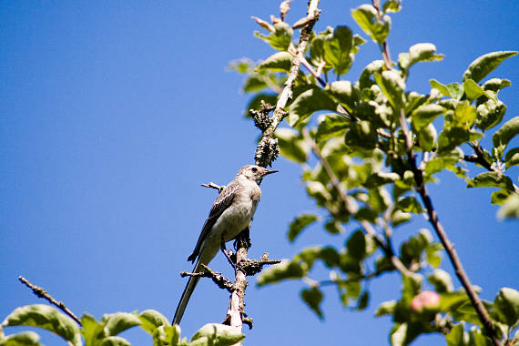 trasochvost biely Motacilla alba