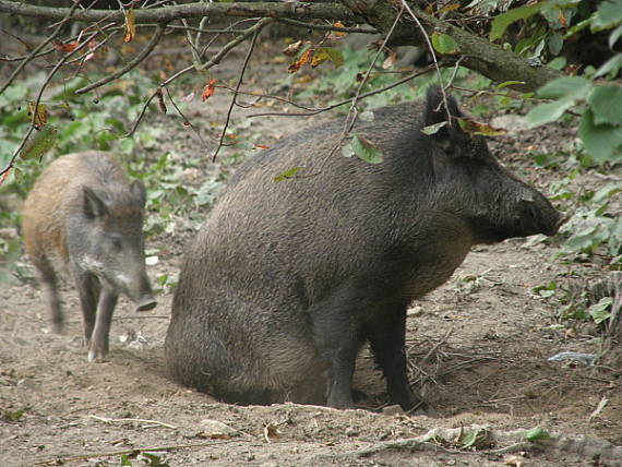 prase divoké Sus scrofa