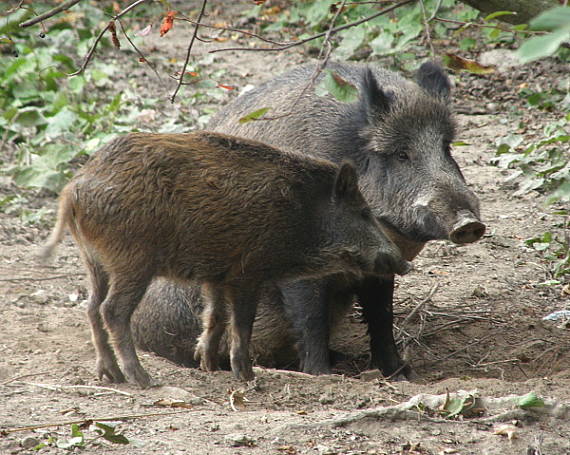 prase divoké Sus scrofa