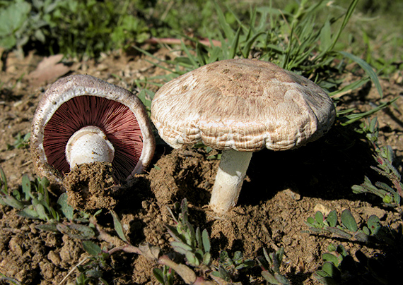 pečiarka malá Agaricus comtulus Fr.