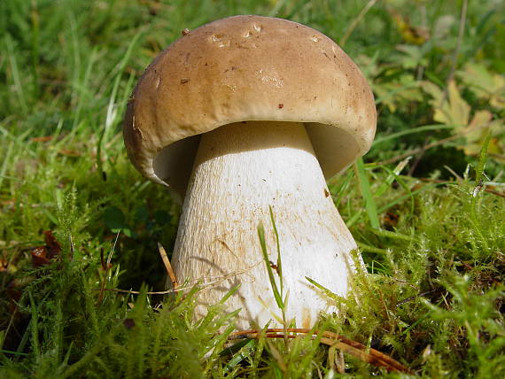 hríb smrekový Boletus edulis Bull.