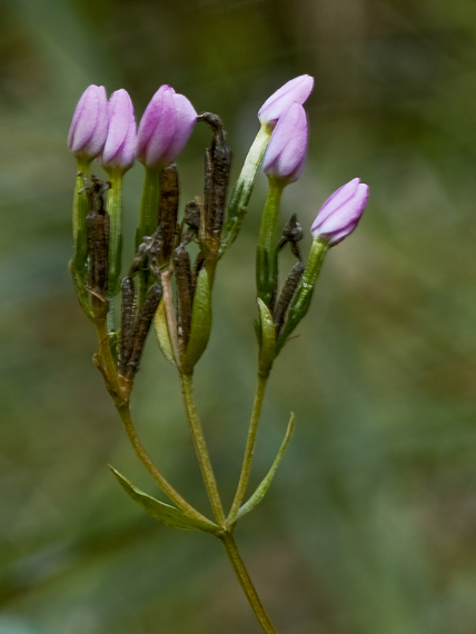 zemežlč spanilá Centaurium pulchellum (Sw.) Druce