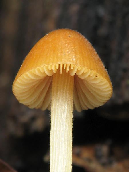 kapucňovec vlhkomilný Conocybe digitalina? (Velen.) Singer