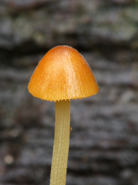 kapucňovec vlhkomilný Conocybe digitalina? (Velen.) Singer