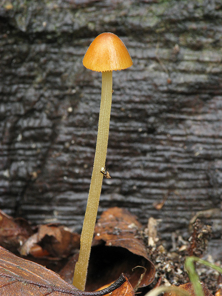 kapucňovec vlhkomilný Conocybe digitalina? (Velen.) Singer