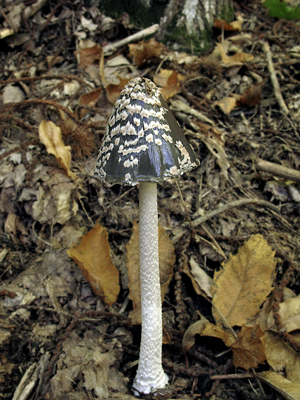 hnojník strakatý Coprinopsis picacea (Bull.) Redhead, Vilgalys & Moncalvo