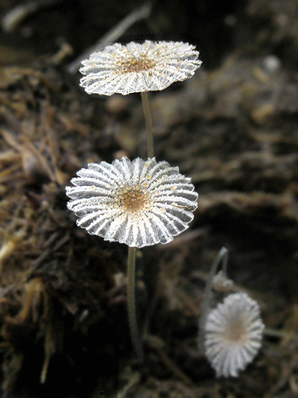 hnojnik Coprinus sp.