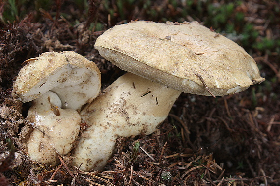 hríbnik modrejúci Gyroporus cyanescens (Bull.) Quél.