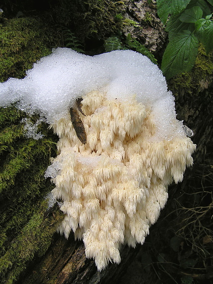 koralovec jedľový Hericium alpestre Pers.