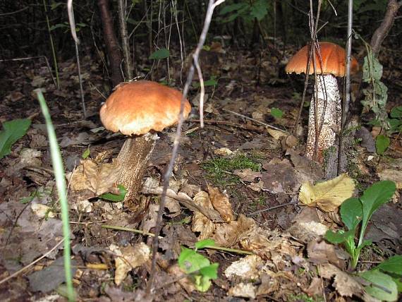 kozák dubový Leccinum aurantiacum (Bull.) Gray