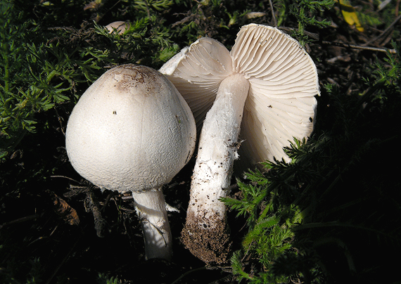 bedlička Lepiota sp.