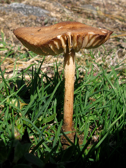 tanečnica poľná Marasmius oreades (Bolton) Fr.