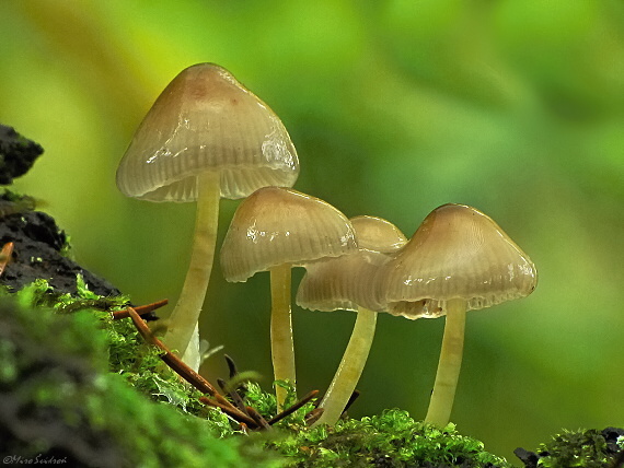 prilbička slizká Mycena epipterygia (Scop.) Gray