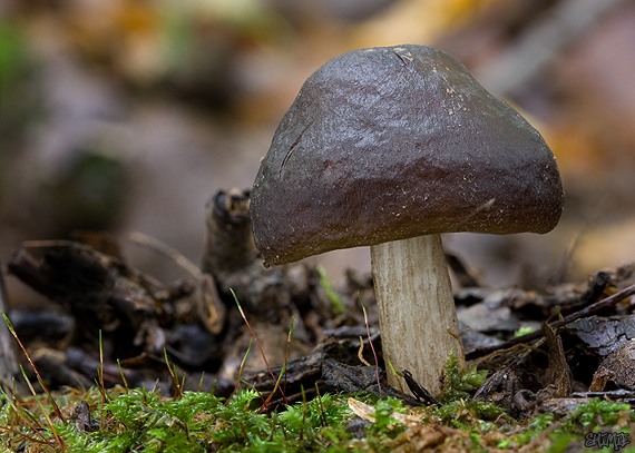 štítovka jelenia Pluteus cervinus (Schaeff.) P. Kumm.