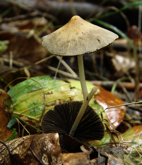 drobuľka temnejúca ? Psathyrella tephrophylla ? (Romagn.) M.M. Moser