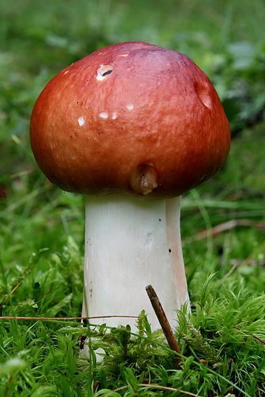 plávka jahodovočervená Russula paludosa Britzelm.