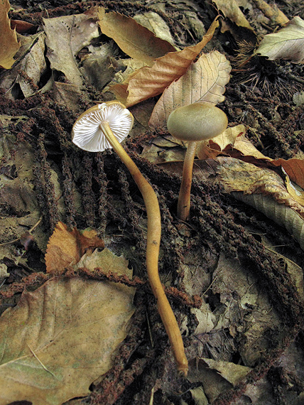 zamatka dubová Xerula pudens (Pers.) Singer