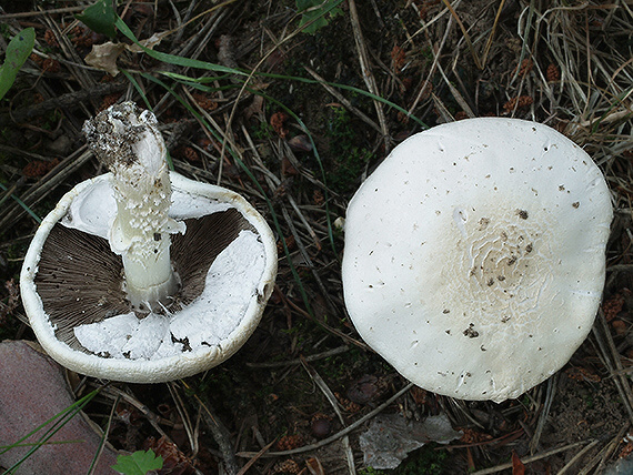 pečiarka Agaricus sp.