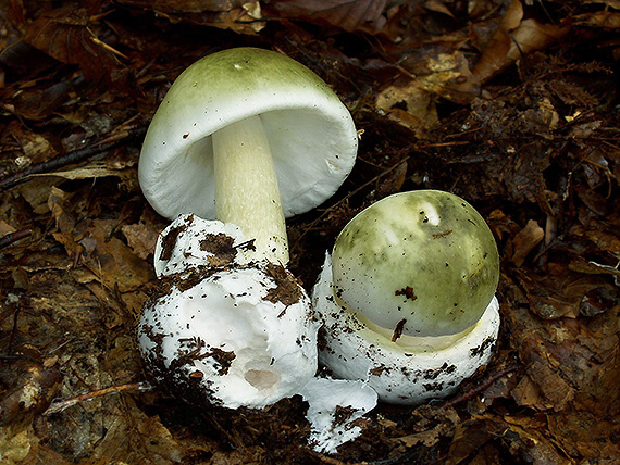 muchotrávka zelená Amanita phalloides (Vaill. ex Fr.) Link