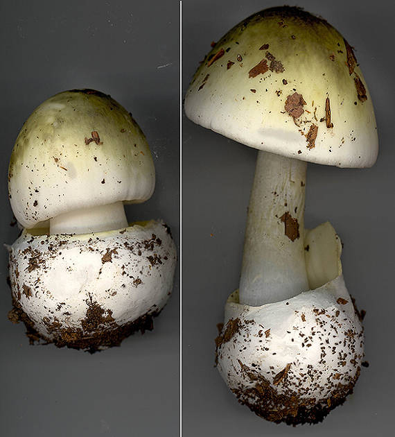 muchotrávka zelená Amanita phalloides (Vaill. ex Fr.) Link