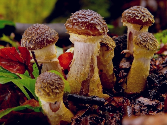 podpňovka žltá Armillaria gallica Marxm. & Romagn.