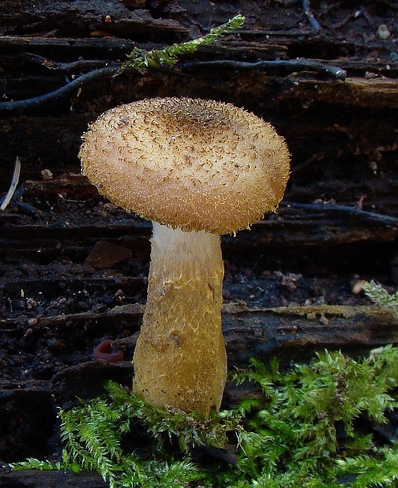 podpňovka obyčajná Armillaria mellea (Vahl) P. Kumm.