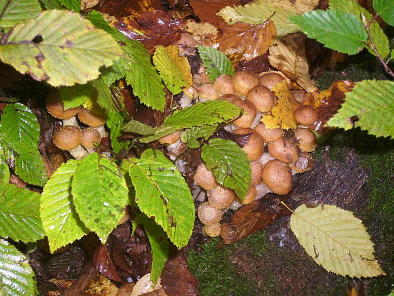 podpňovka tmavá Armillaria ostoyae (Romagn.) Herink