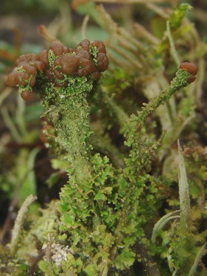 dutohlávka pohárikovitá Cladonia pyxidata (L.) Hoffm.