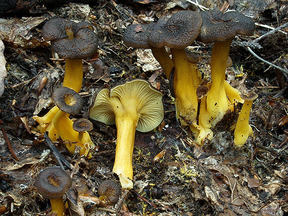 kuriatko lievikovité Craterellus tubaeformis (Fr.) Quél.