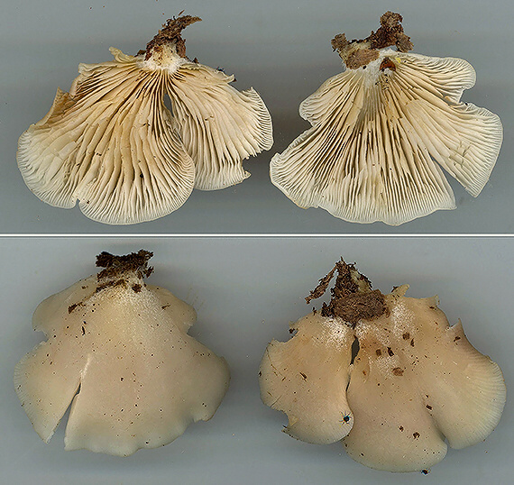 pahliva plochá Crepidotus applanatus (Pers.) P. Kumm.