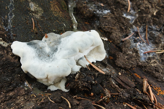 šťavnatec modrastý Cyanosporus caesius (Schrad.) McGinty