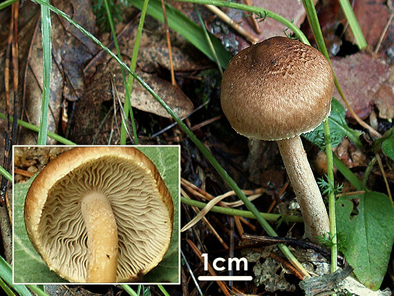 vláknica Inocybe sp.