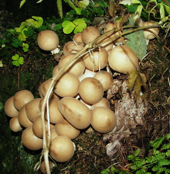 prášnica hruškovitá zahrotená Lycoperdon pyriforme var. acuminatum (Bosc) F. Šmarda